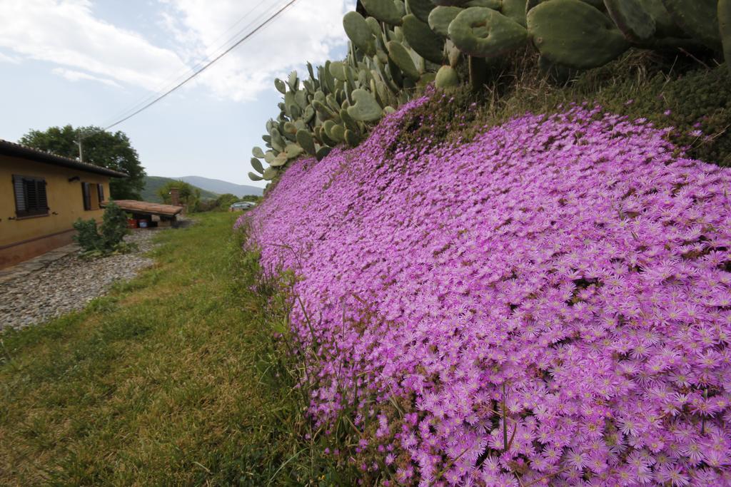 Agriturismo Cupido モンティアーノ 部屋 写真